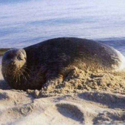 Wypłyń po Przygodę - Foka Obrączkowana